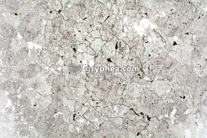 Eclogite LPNA x3,5 - gryphea.org